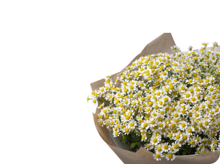 Монобукеты